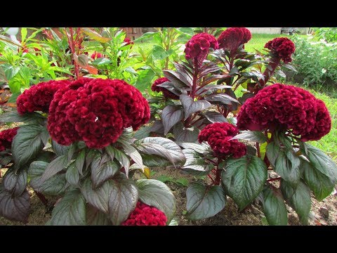 En kejserlig blomst på dit websted. Celosia: dyrkning og pleje
