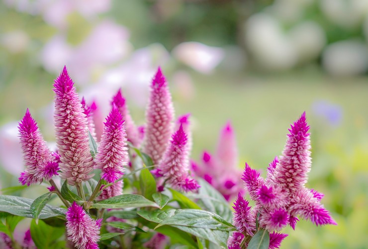 Celosia - plantning og pleje i det åbne felt. Voksende cellose fra frø. Beskrivelse, typer med fotos