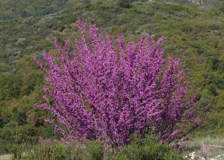 Cercis الغربية