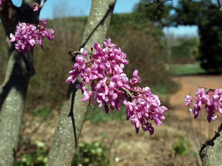 Cercis cystisk