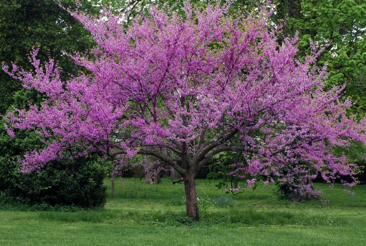 Cercis في تصميم المناظر الطبيعية