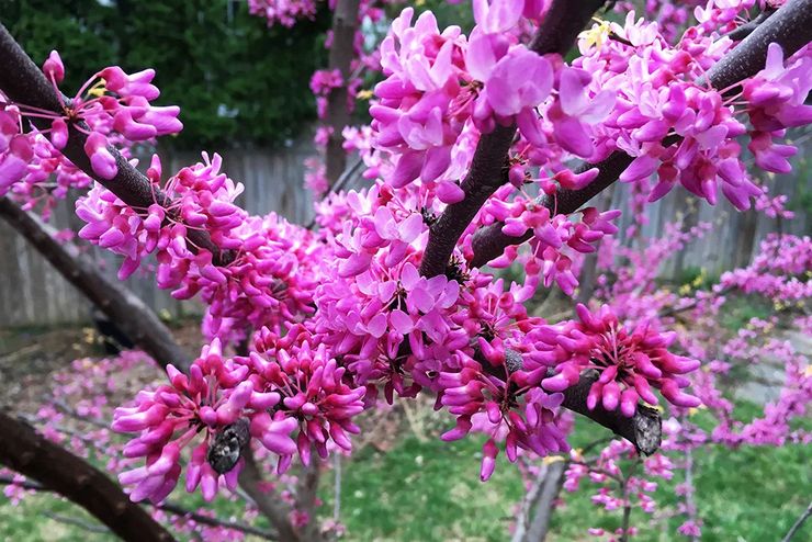 Anvendelse af cercis