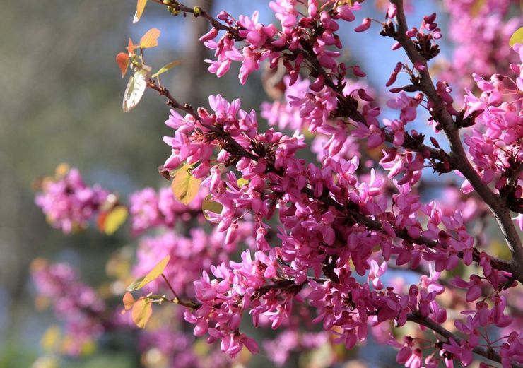 وصف cercis