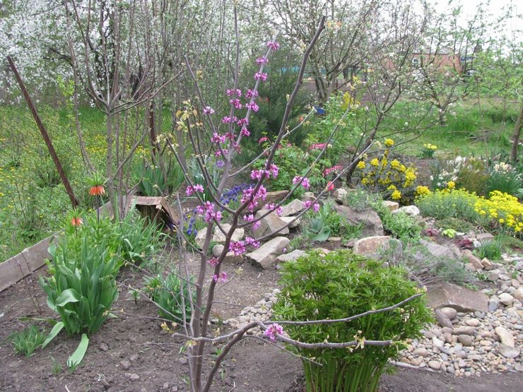 Plantning af cercis i åbent terræn