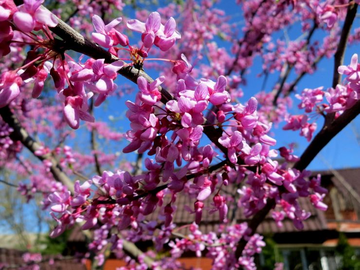 رعاية cercis