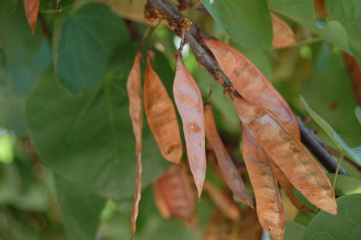 تزايد cercis من البذور