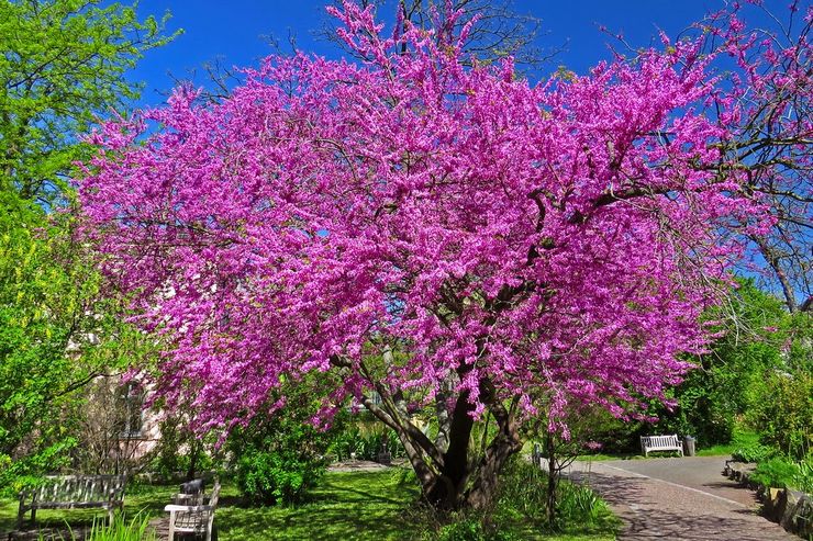 Cercis European