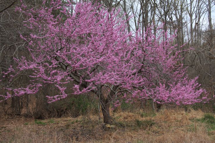 Cercis canadisk