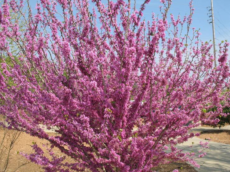 Cercis الصينية