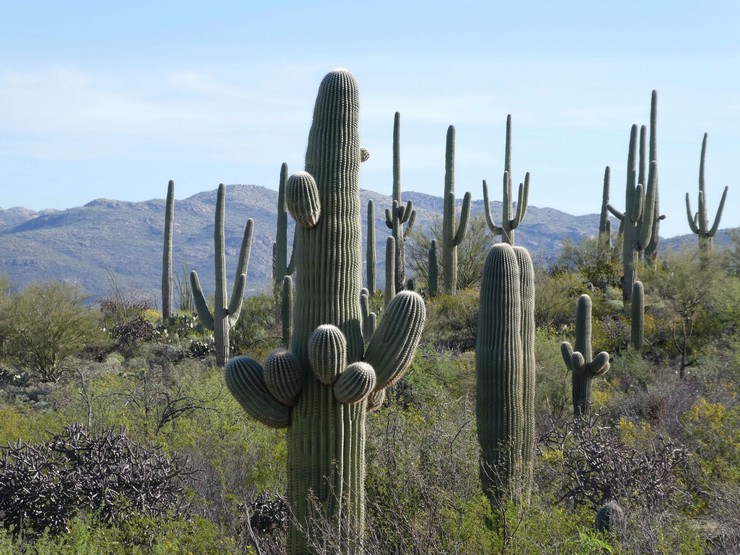 Cereus kæmpe ørkengigant