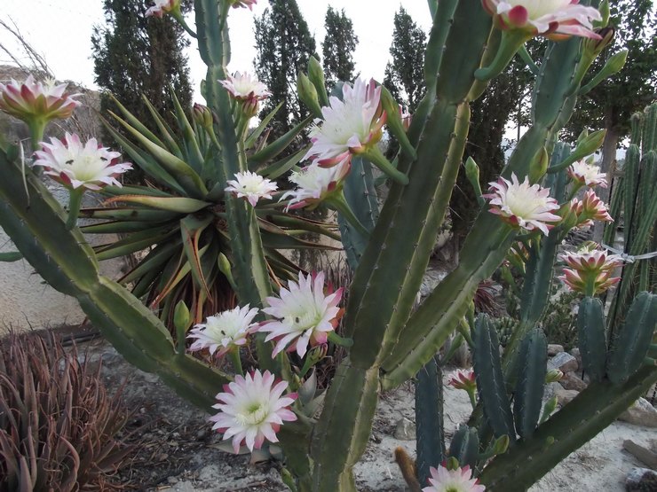 Cereus validus