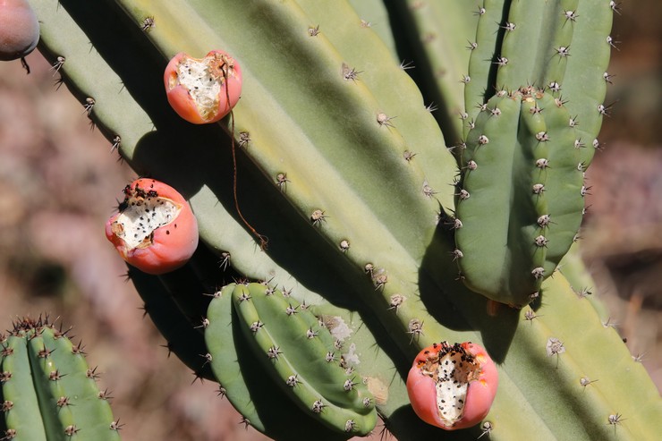 Cereus uruguayansk