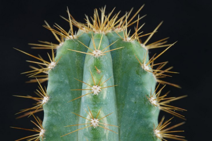 Cereus azurblå