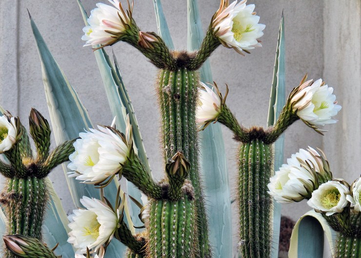 Blomstrende cereus