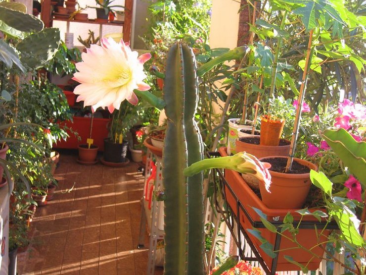 رعاية Cereus في المنزل