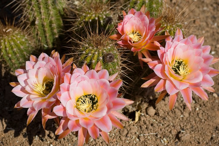 Cereus jord