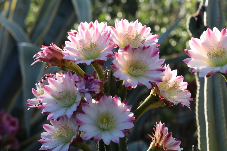 Cereus peruansk