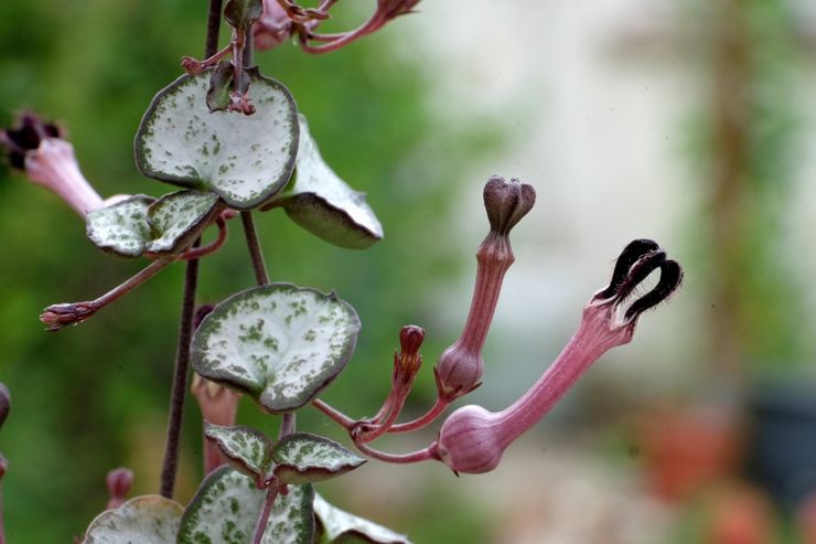 Ceropegia træ