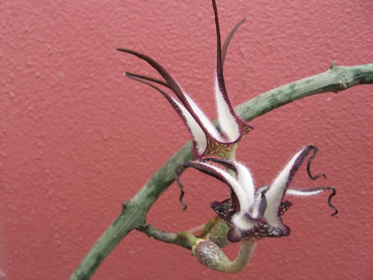 Stapelliform ceropegia