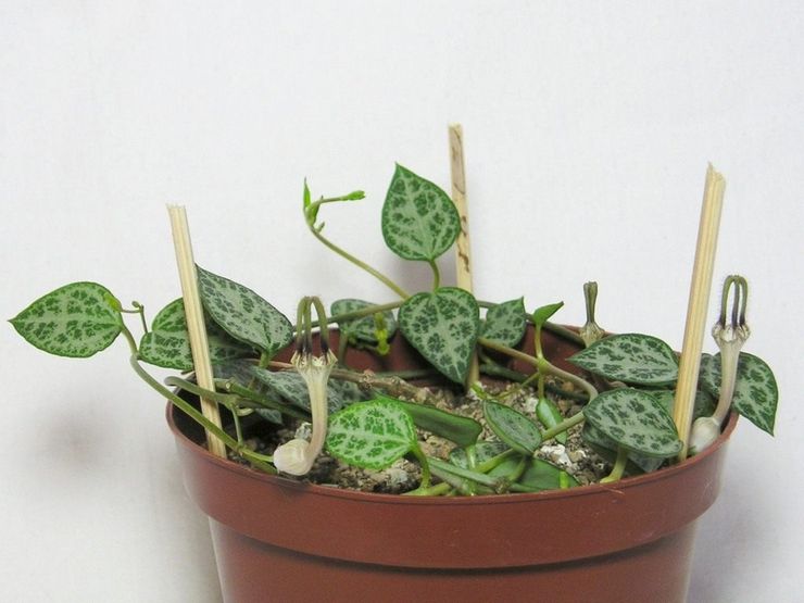 Transplantation af ceropegia