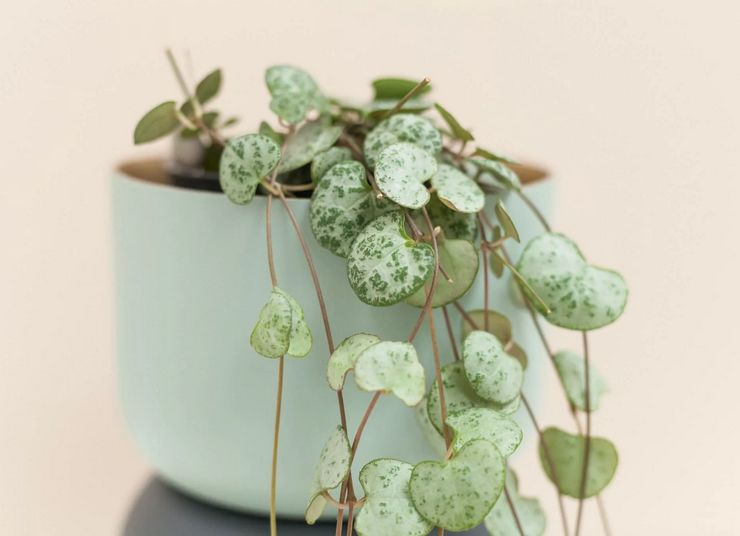 Planter ceropegia