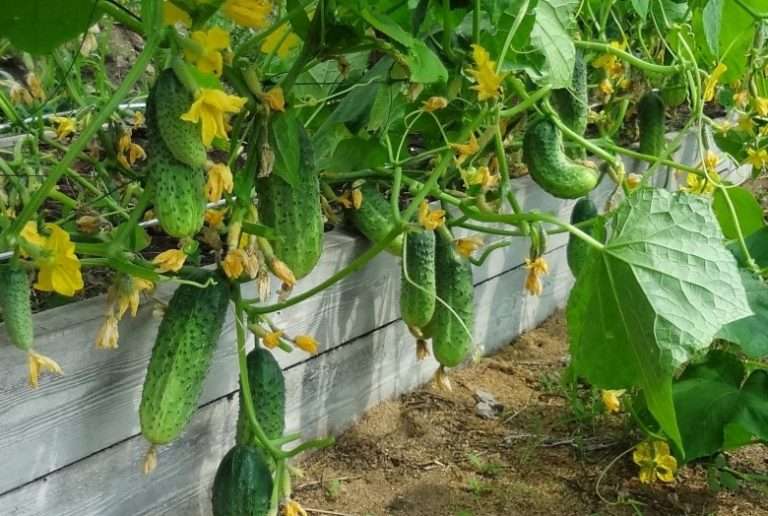 σίτιση αγγουριών τι λιπάσματα και πότε να χρησιμοποιήσετε