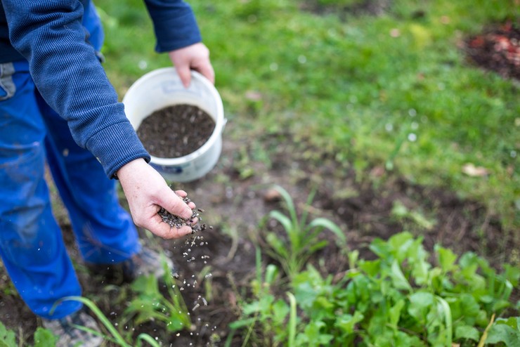 Hvordan og hvad skal man fodre tomatplanter