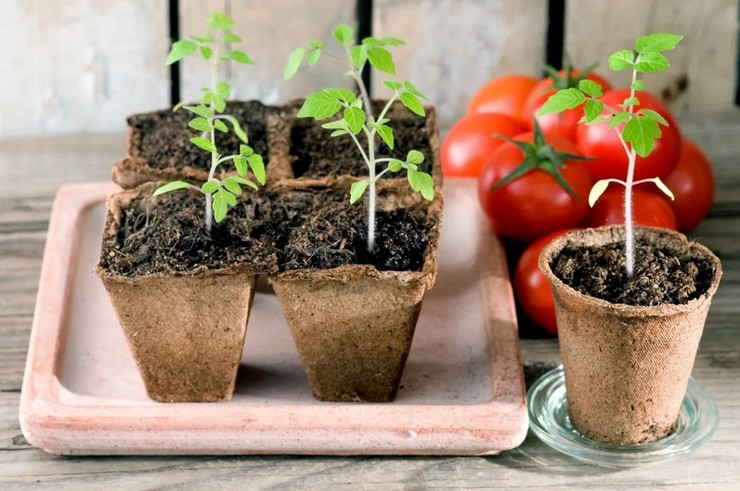 Sådan fodres tomatplanter