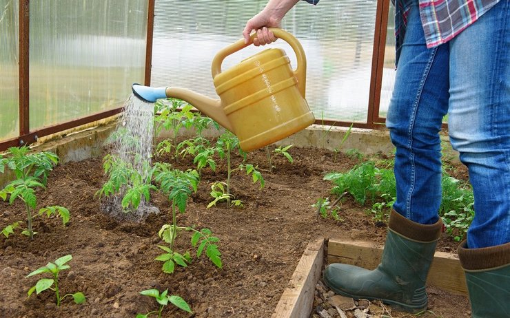 Top dressing tomatplanter