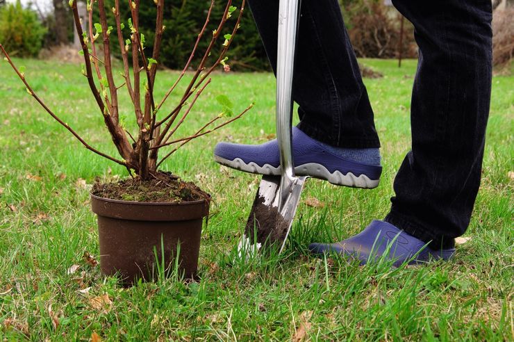 Plantning af solbær