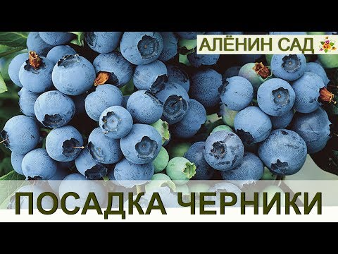 Σωστή φύτευση του BLUEBERRY ή του βατόμουρου κήπου !!! / Λαχανόκηπος σε δοχεία