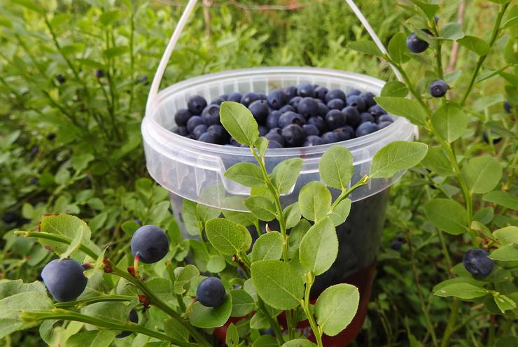 Indsamling og opbevaring af blåbær