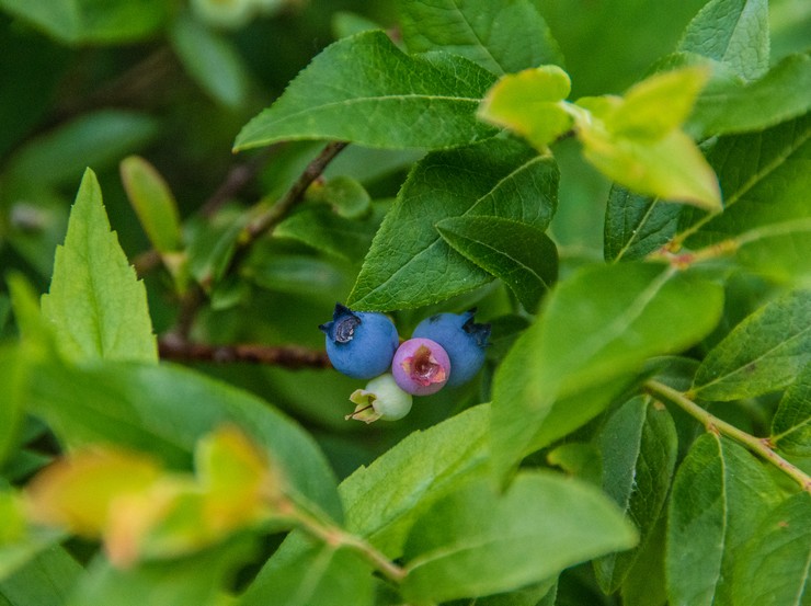 Angustifolia blåbær