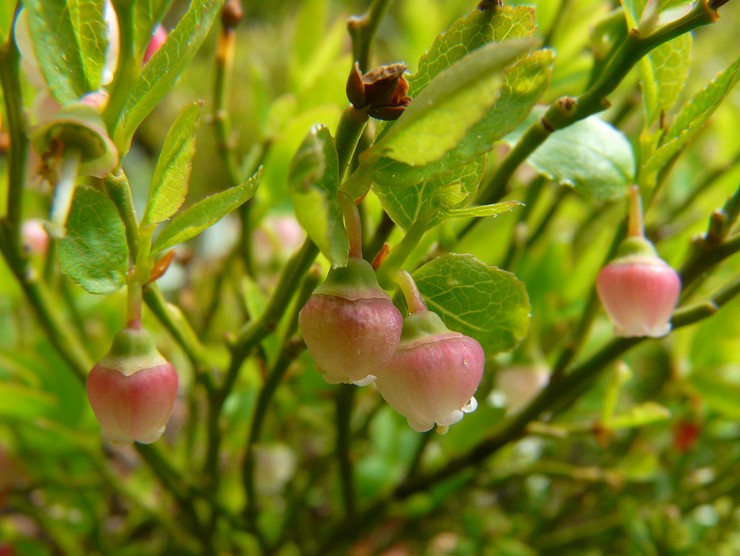 Panicle blåbær