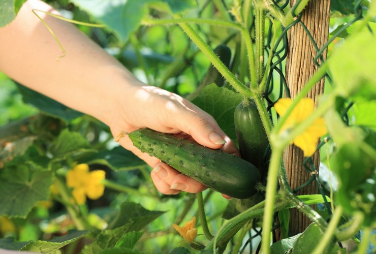 Pravidlá pre pestovanie sladkých uhoriek bez horkosti