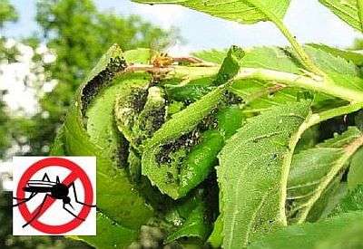 Bladlus er insekter på op til 0,2 cm i størrelse, sort eller grøn. I juli-august vokser de fleste voksne insekter vinger, så bladlus flyver godt fra sted til sted og inficerer andre afgrøder.