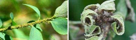 Den skade, bladlus påfører frugttræer, undervurderes af mange gartnere og sommerboere. Insektet gennemborer bladene og suger saften ud, som et resultat deformeres vævene og dør af. Overskydende vand udskilles fra kroppen af ​​bladlus.