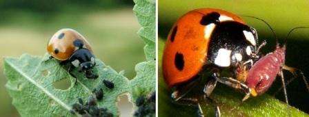 Prøv insekter og fugle, der spiser bladlus, i din have. For at gøre dette, plant planter, der vil tiltrække mariehøns, snørebånd og fluer.