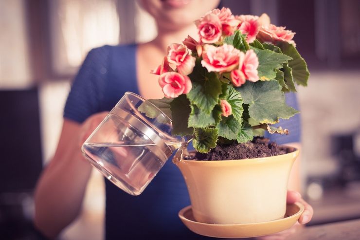 Vand en blomst efter køb