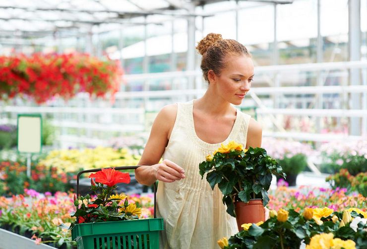 Hvad skal man gøre med blomster efter køb