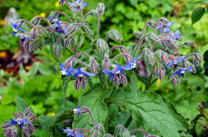 Το Borago είναι ένα ασυνήθιστο φυτό του οποίου τα φύλλα έχουν γεύση και μυρίζουν φρέσκο ​​αγγούρι.