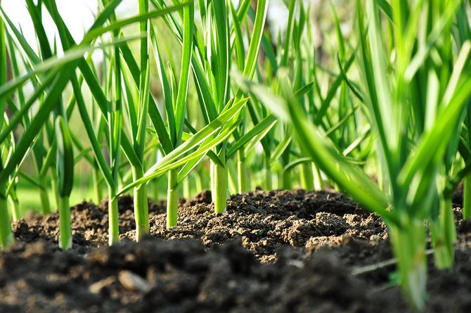 Hvad skal man plante i skyggen? Planter, der vokser godt i skyggen