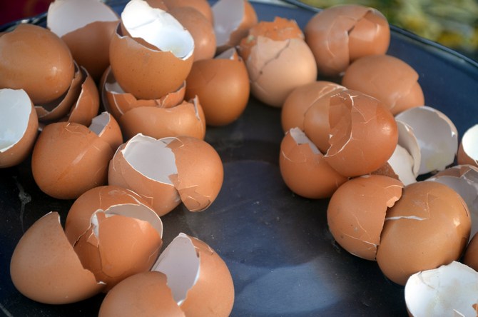 Mutta arvokas munankuori, jolla on korkea kalsiumpitoisuus, on korvaamaton orgaaninen lannoite.