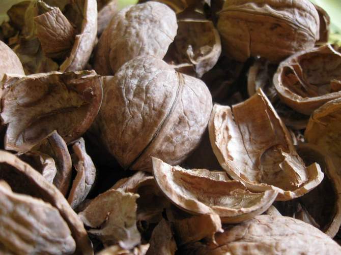Kurpitsansiemenkuorista, maapähkinäpalkoista ja pähkinänkuorista koostuva multaa on erinomainen orgaaninen lannoite vihannespetille.