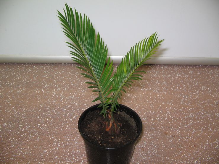 Μέθοδοι αναπαραγωγής Cycas