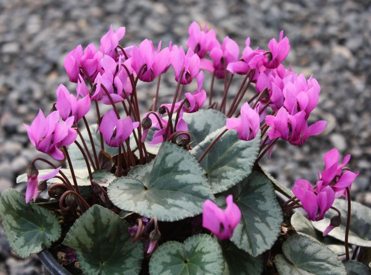 Cyclamen violetti