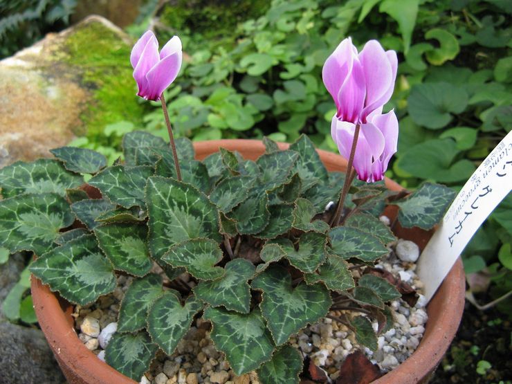 Cyclamen kreikkalainen