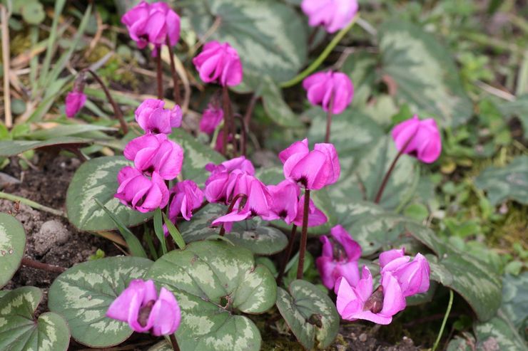 Cyclamen kosky