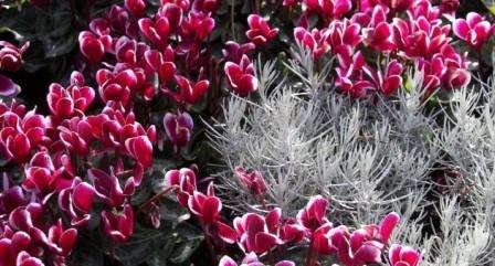 Cyclamen elsker rigelig vanding, og på samme tid bør fugt ikke stagnere i potten, ellers roter plantens rod. Overskydende vand tømmes umiddelbart efter vanding. Sørg for, at muldjorden er tør, og vand derefter rigeligt. Lad ikke bladene på samme tid blive sløve.