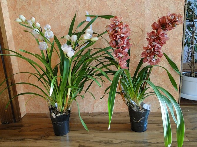 Hjemmepleje til cymbidium orkideen